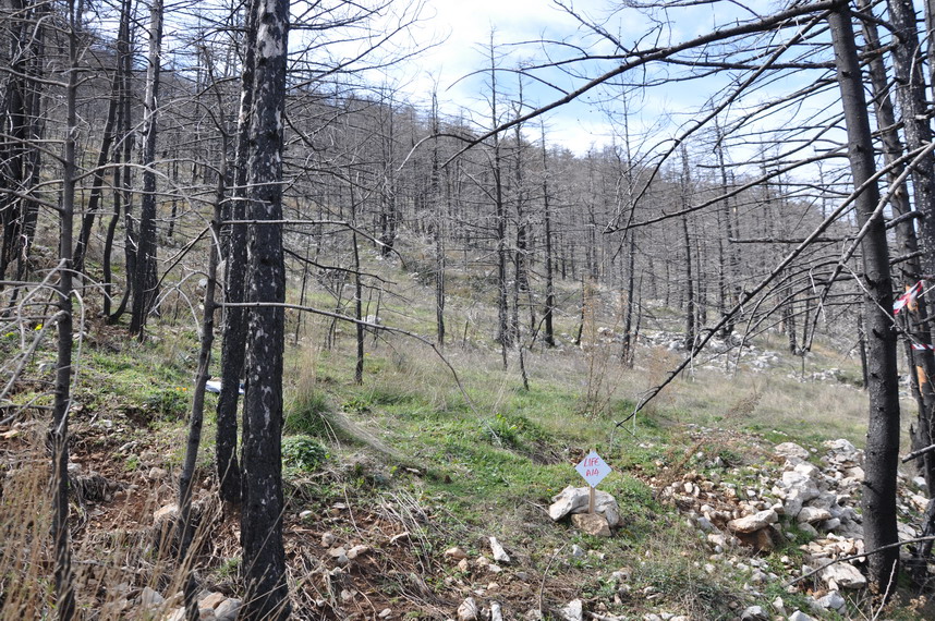 Monitoring plot for artificial restoration Monitoring plot for artificial restoration