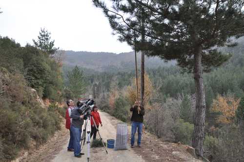 Shooting during collection of Black pine cones 