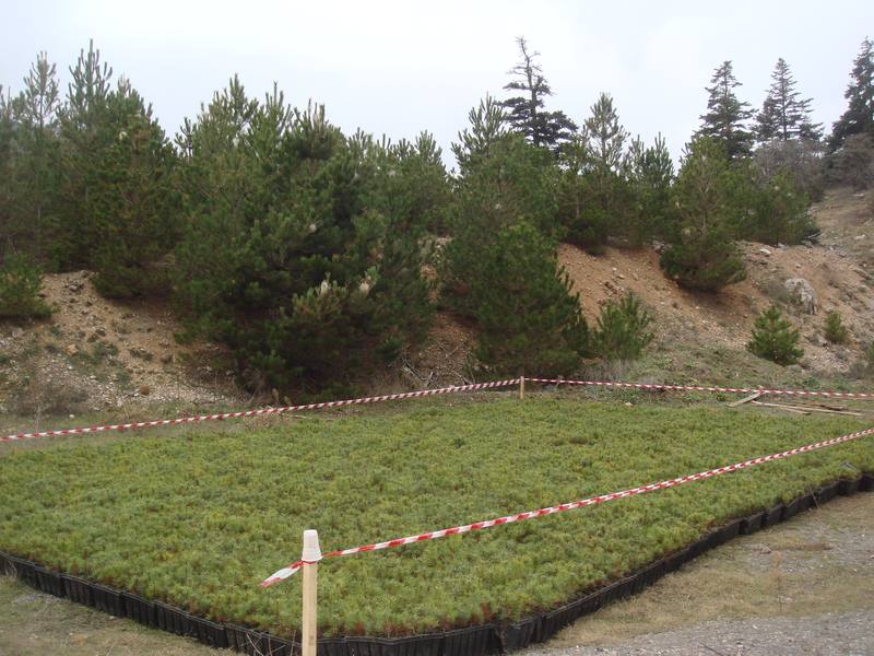 Black pine seedlings ready for planting