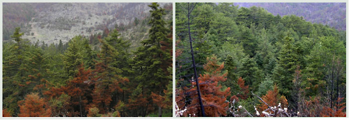 img-forests.jpg img-forests.jpg
