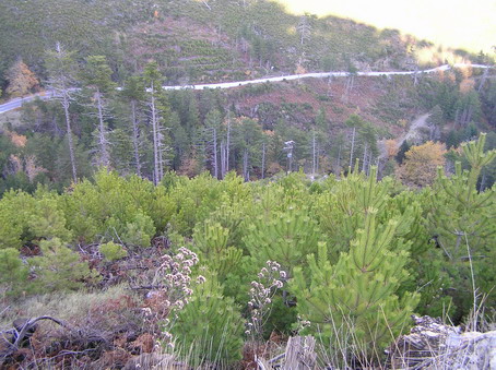 Artificial restoration of Black pine