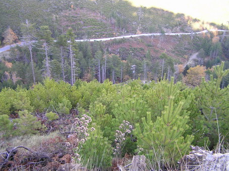 Artificial restoration of Black pine Artificial restoration of Black pine