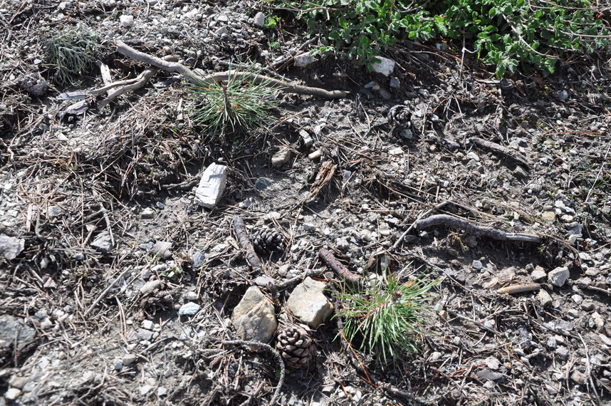 2 year Black pine trees 2 year Black pine trees