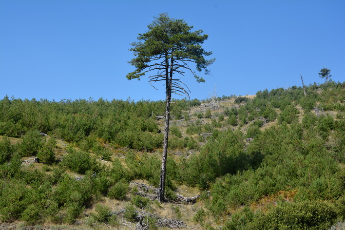 Δέντρο μαύρης πεύκης που σώθηκε από την πυρκαγιά του 2007, περιτριγυρισμένο από φυσική αναγέννηση και φυτεμένα δέντρα μαύρης πεύκης. (2017, Αρχείο Φορέα Διαχείρισης Πάρνωνα)