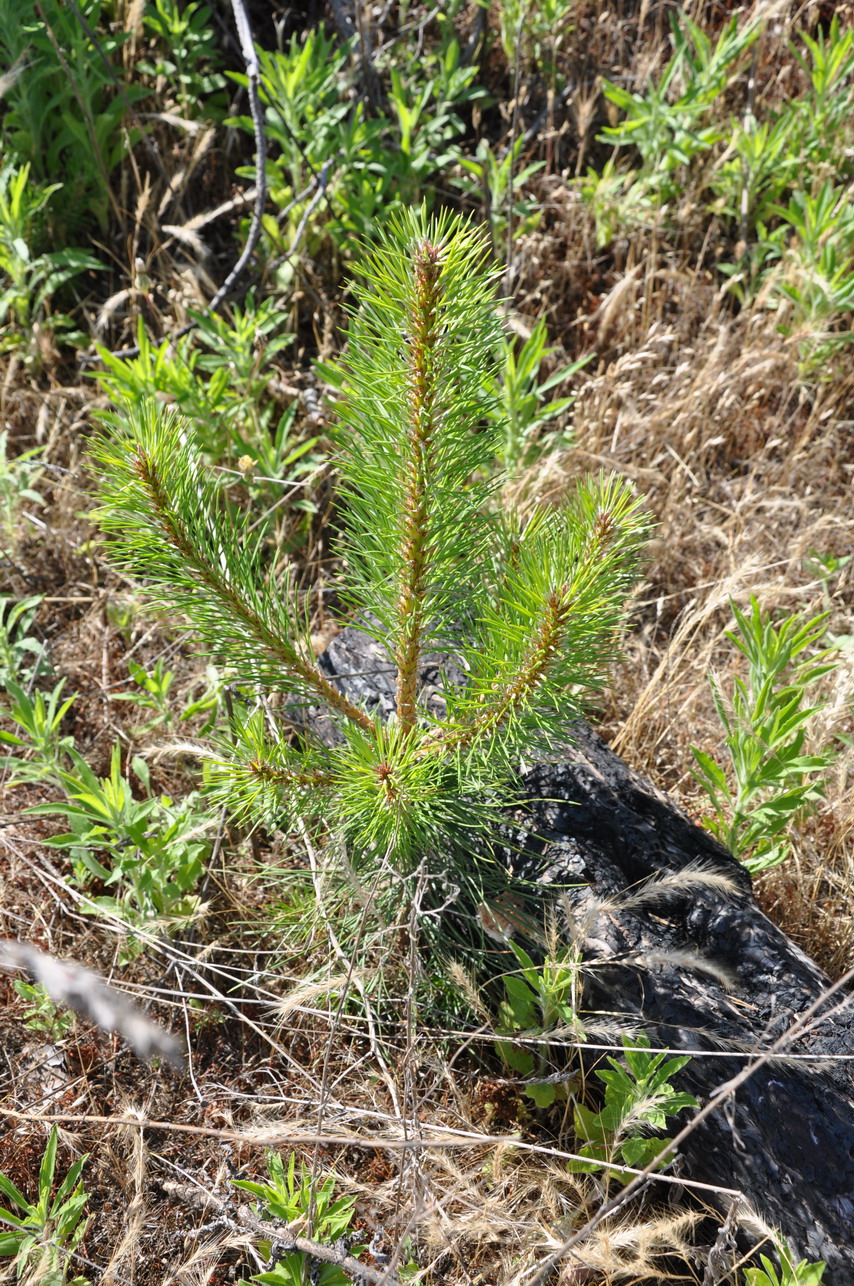 Vigorous young Black pine tree in “Sanidaki” area